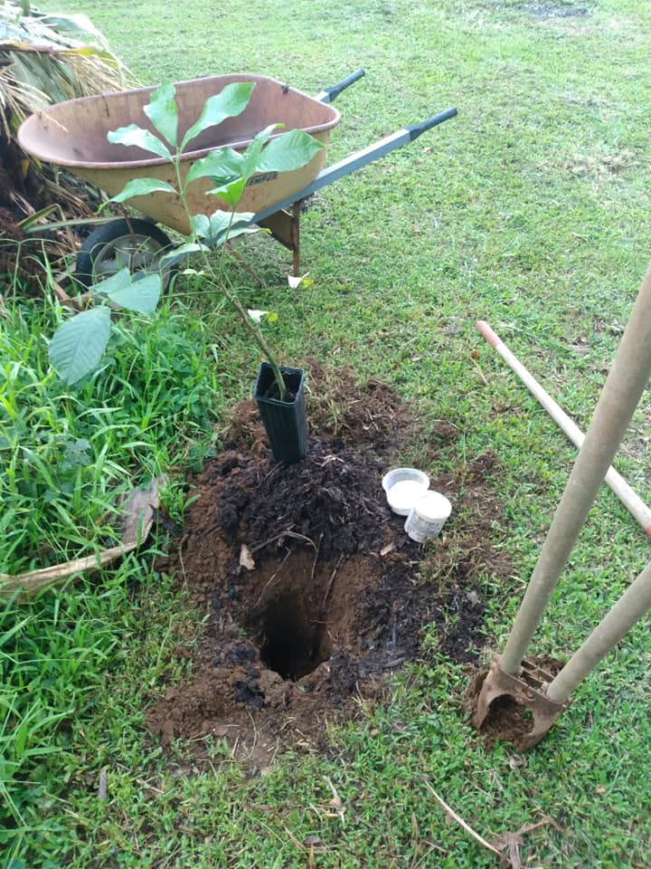 264日目:アキーの木を植えた