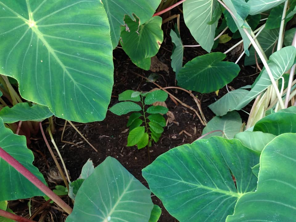 265日目:チリモヤを植えた