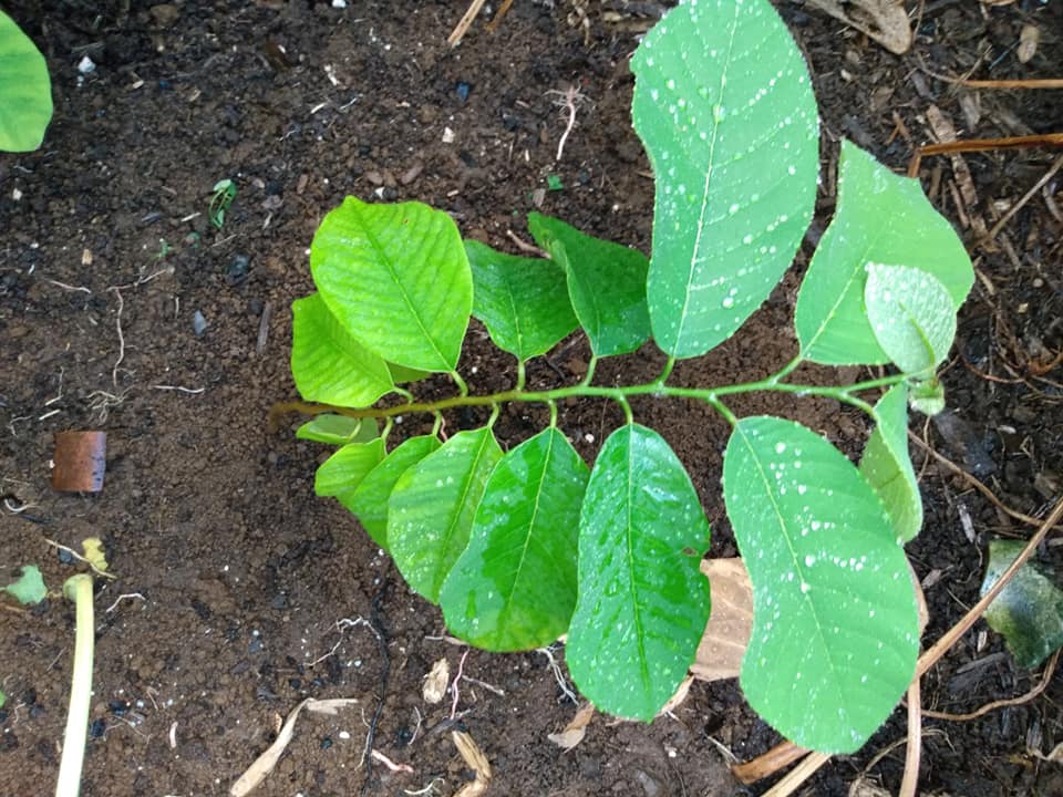 265日目:チリモヤを植えた
