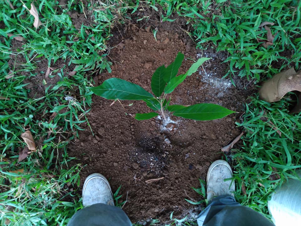 266日目:カカオの木を植えた
