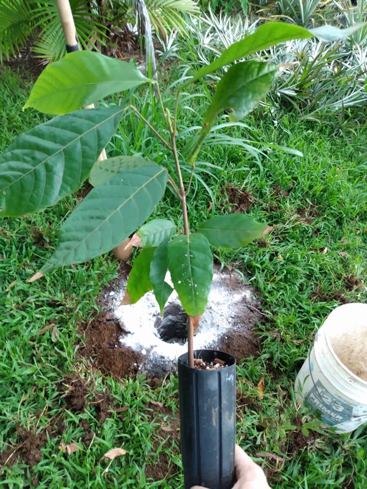 266日目:カカオの木を植えた