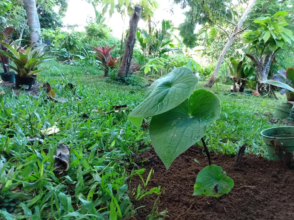 267日目:Hiwaを植えた