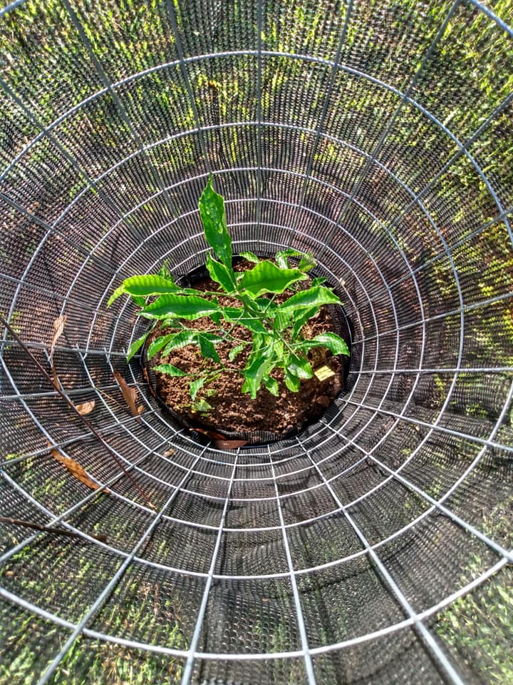 268日目:はるかを植えた
