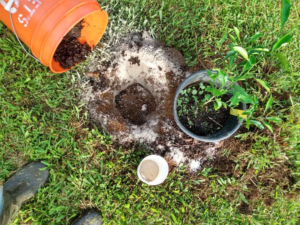 268日目:はるかを植えた