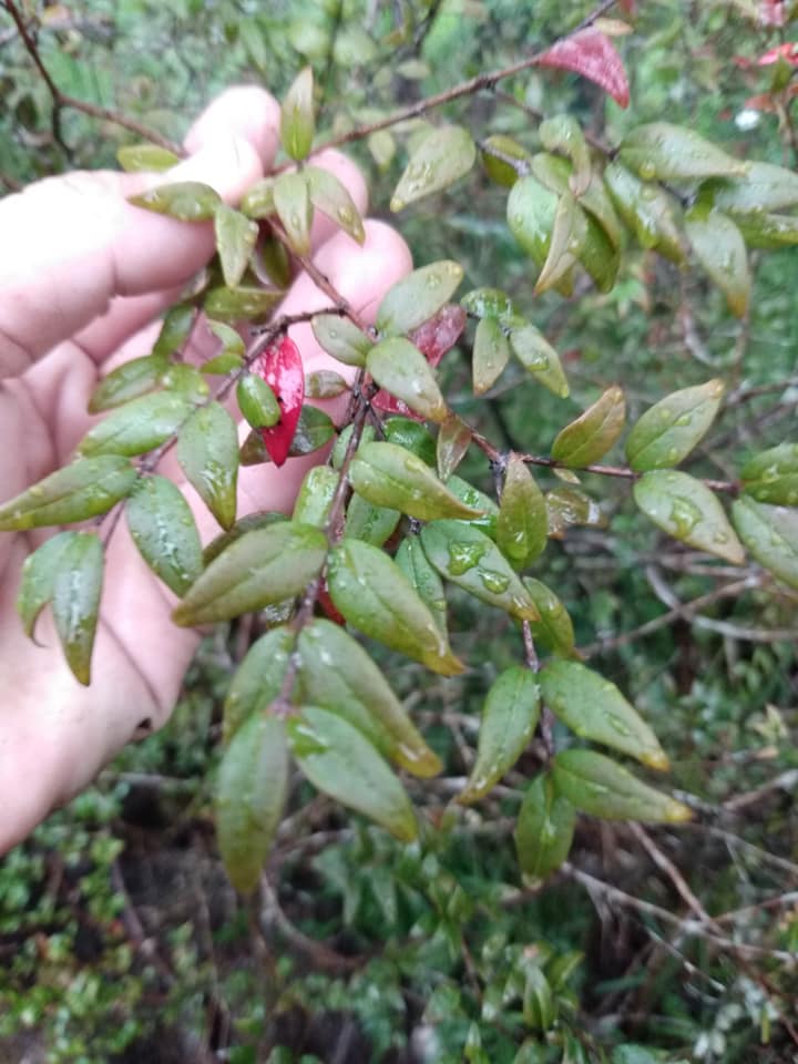 269日目:ミッジェンベリーを植えた