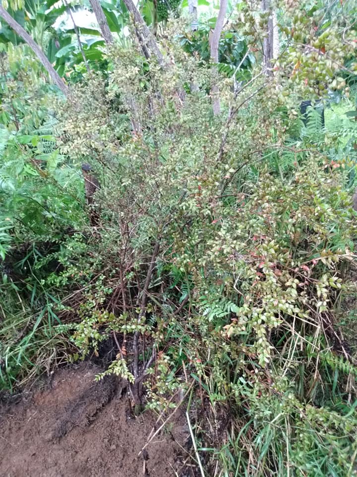 269日目:ミッジェンベリーを植えた