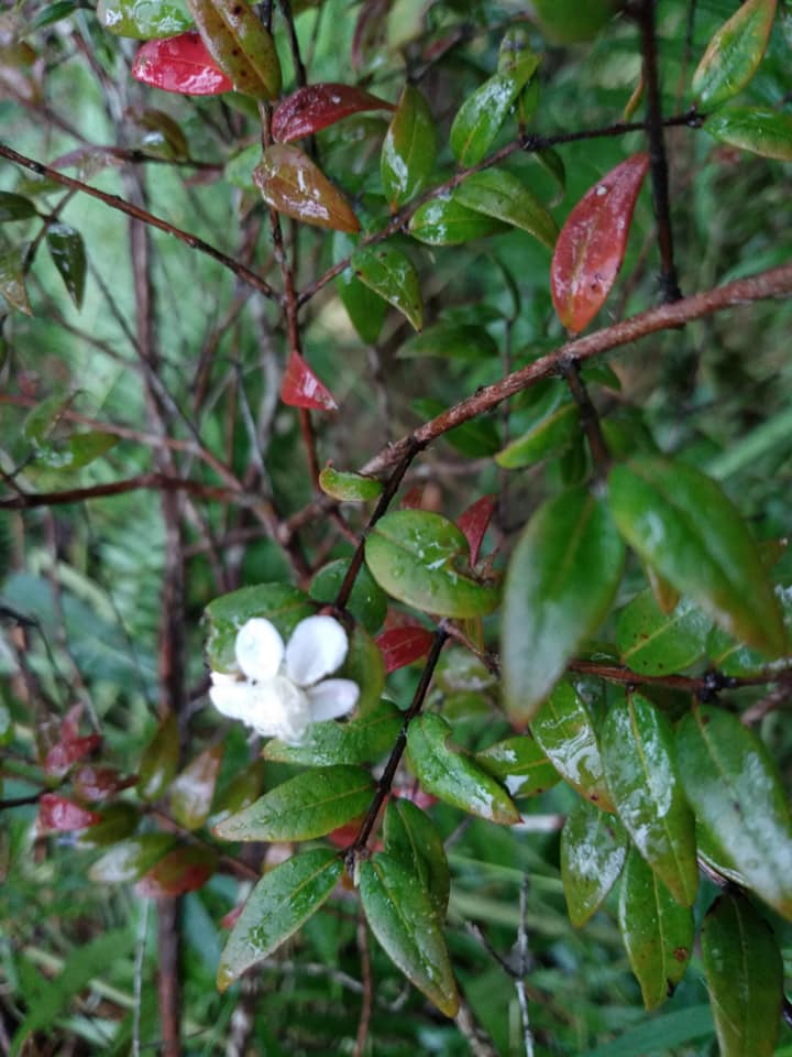269日目:ミッジェンベリーを植えた