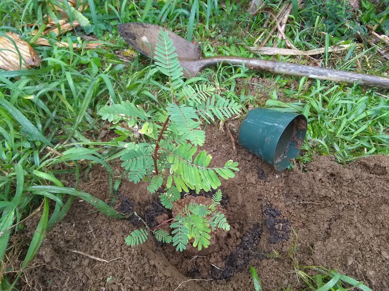 27日目:セスバニア・セスバンを植えた