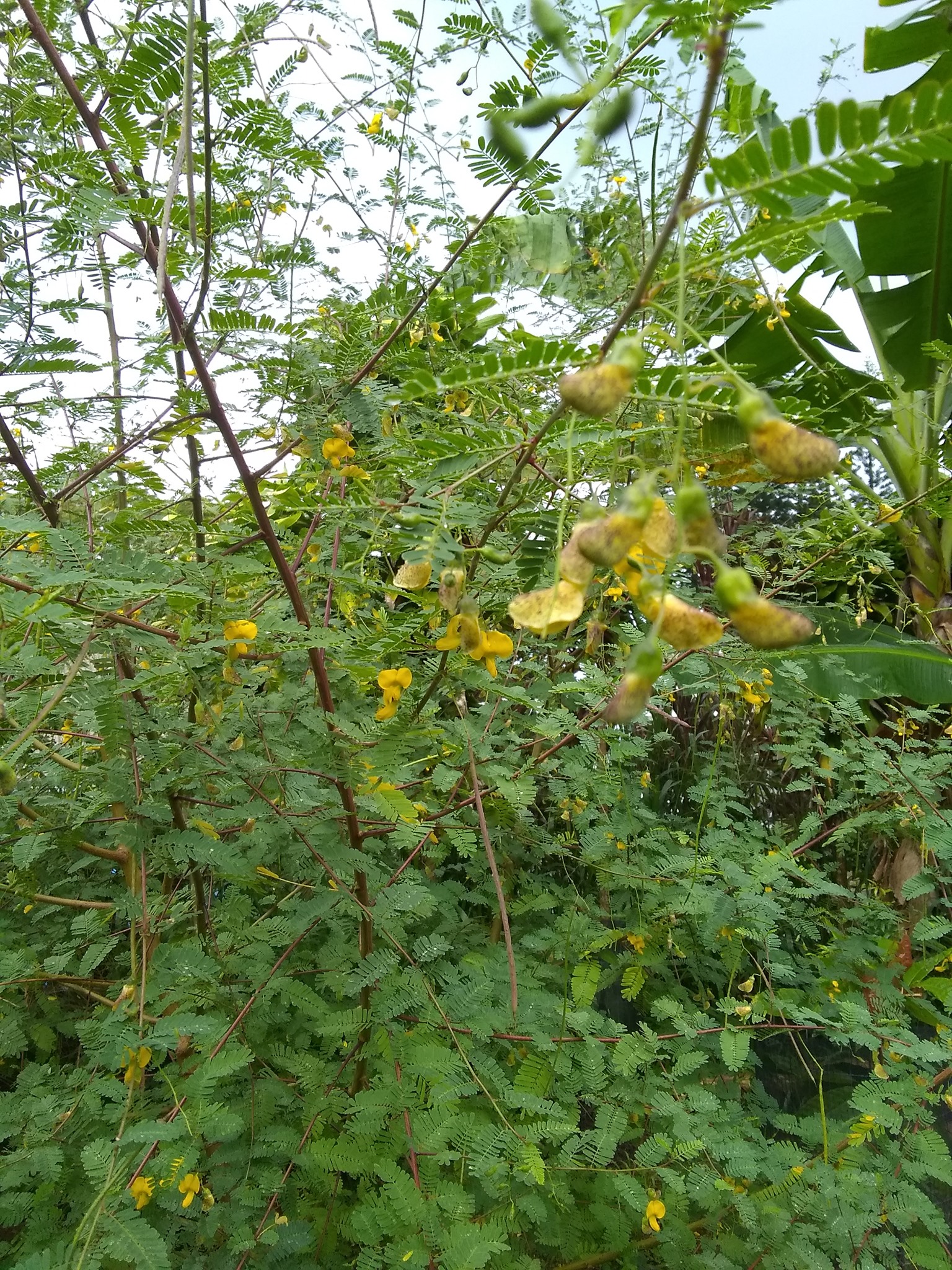 27日目:セスバニア・セスバンを植えた