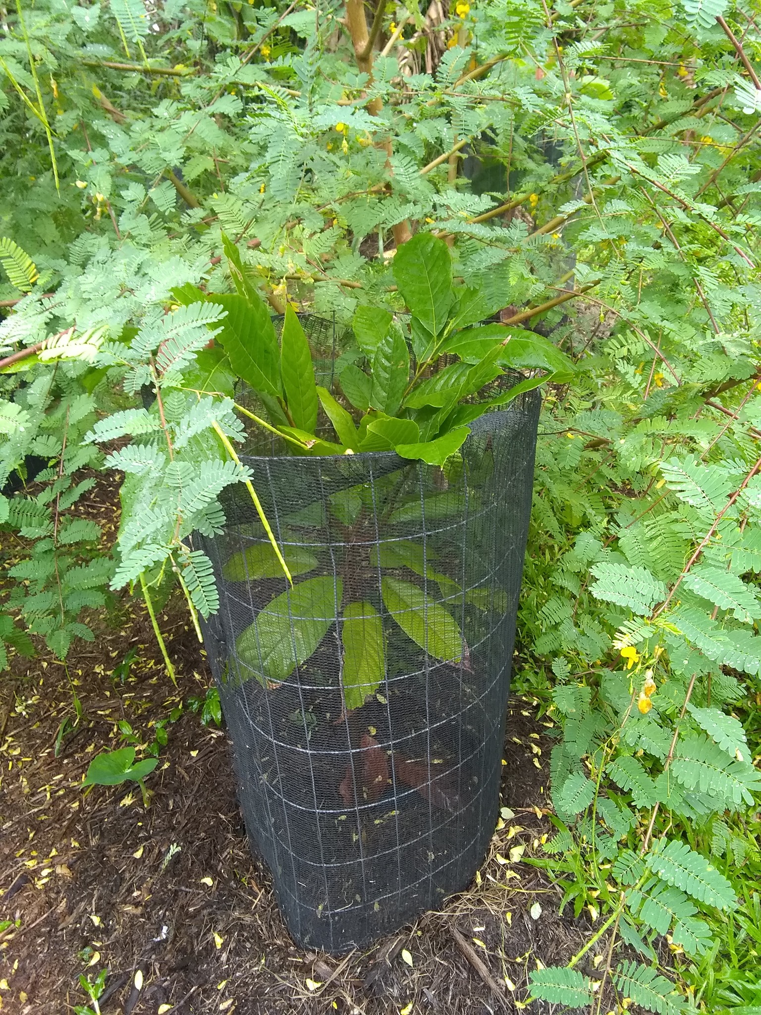 27日目:セスバニア・セスバンを植えた