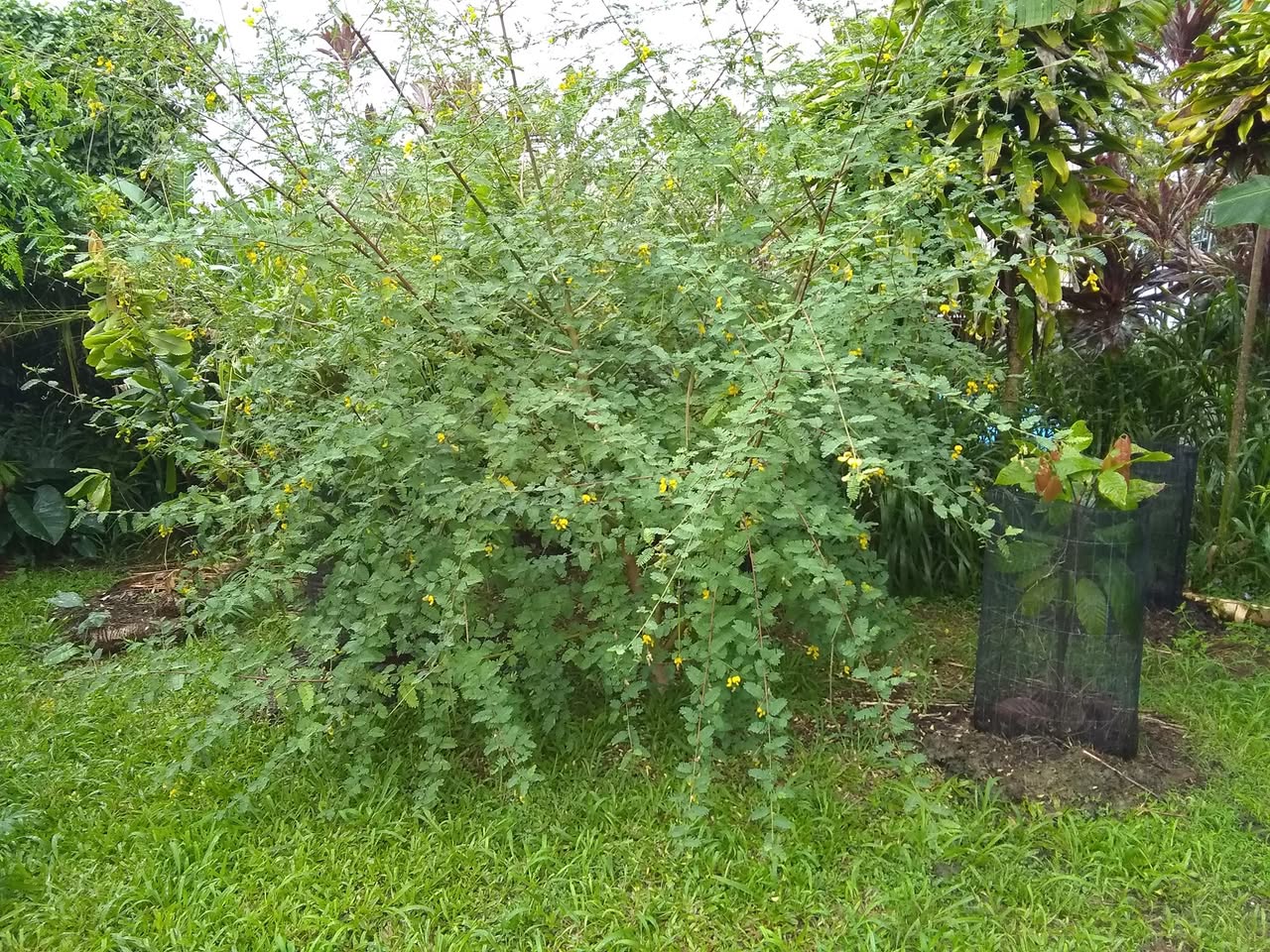 27日目:セスバニア・セスバンを植えた
