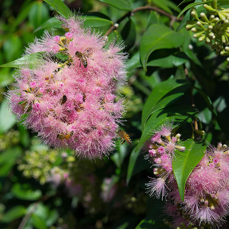 270日目:Pilly Lillyを植えた