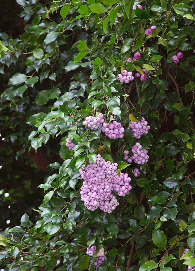 270日目:Pilly Lillyを植えた