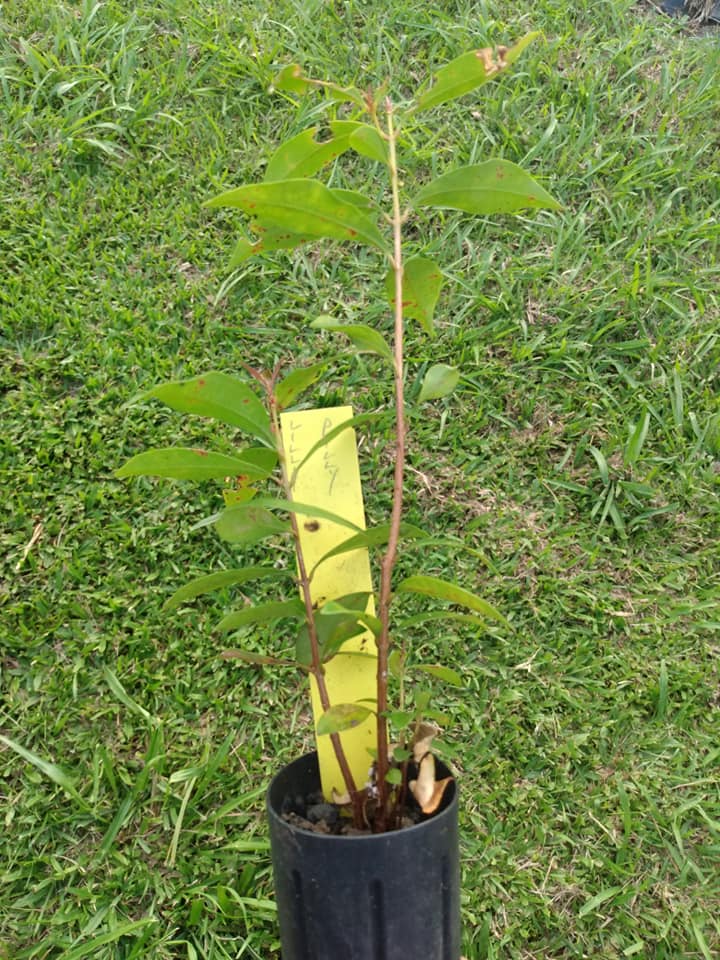 270日目:Pilly Lillyを植えた