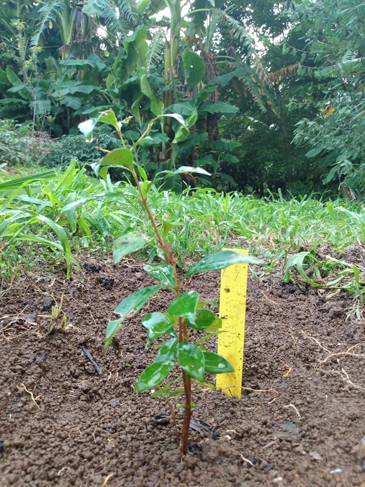 270日目:Pilly Lillyを植えた