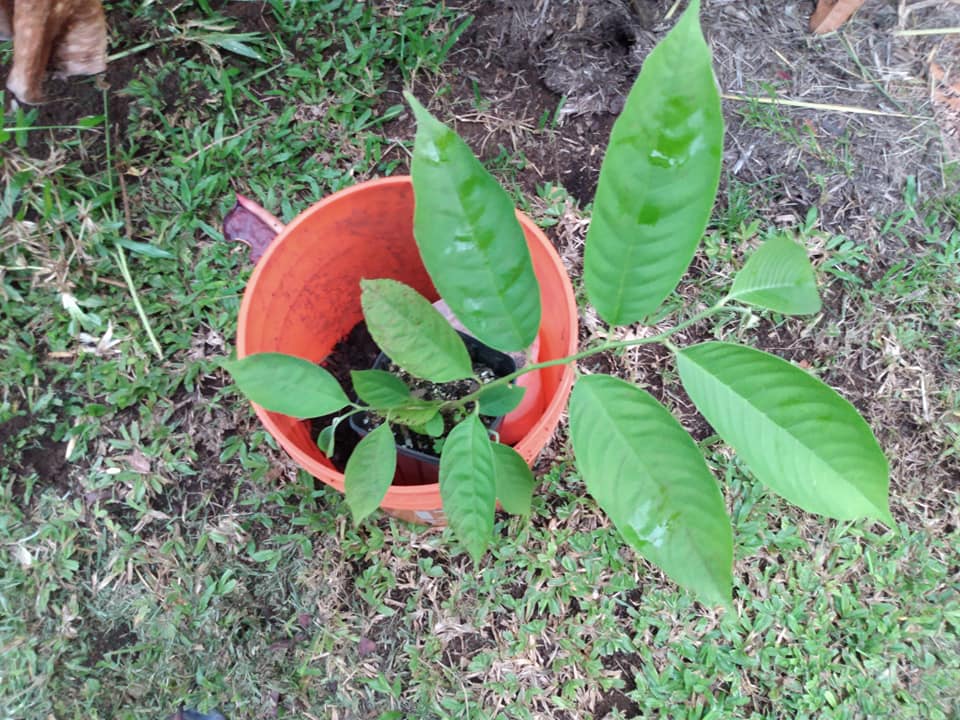 271日目:ロリニアを植えた
