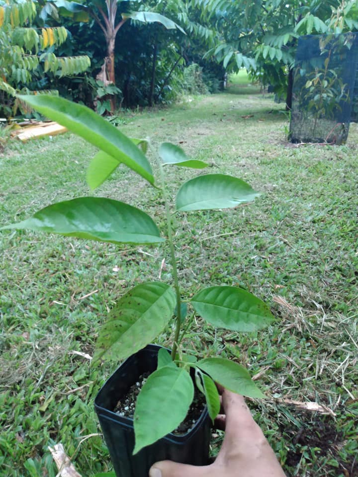 271日目:ロリニアを植えた