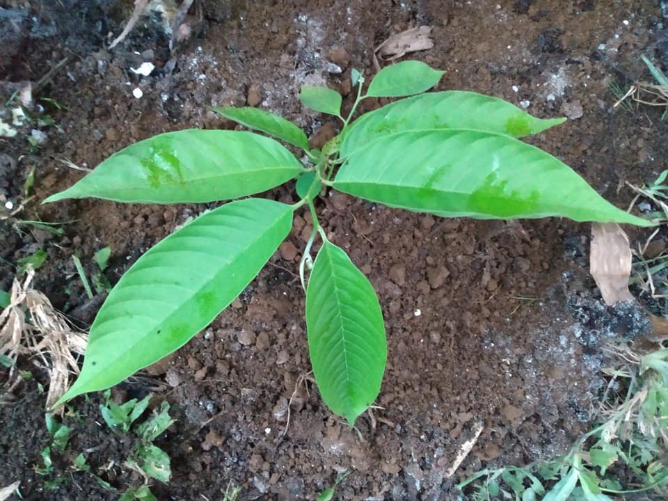 271日目:ロリニアを植えた