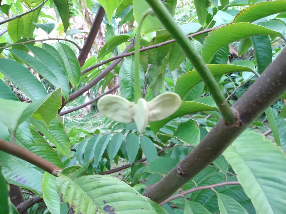 271日目:ロリニアを植えた