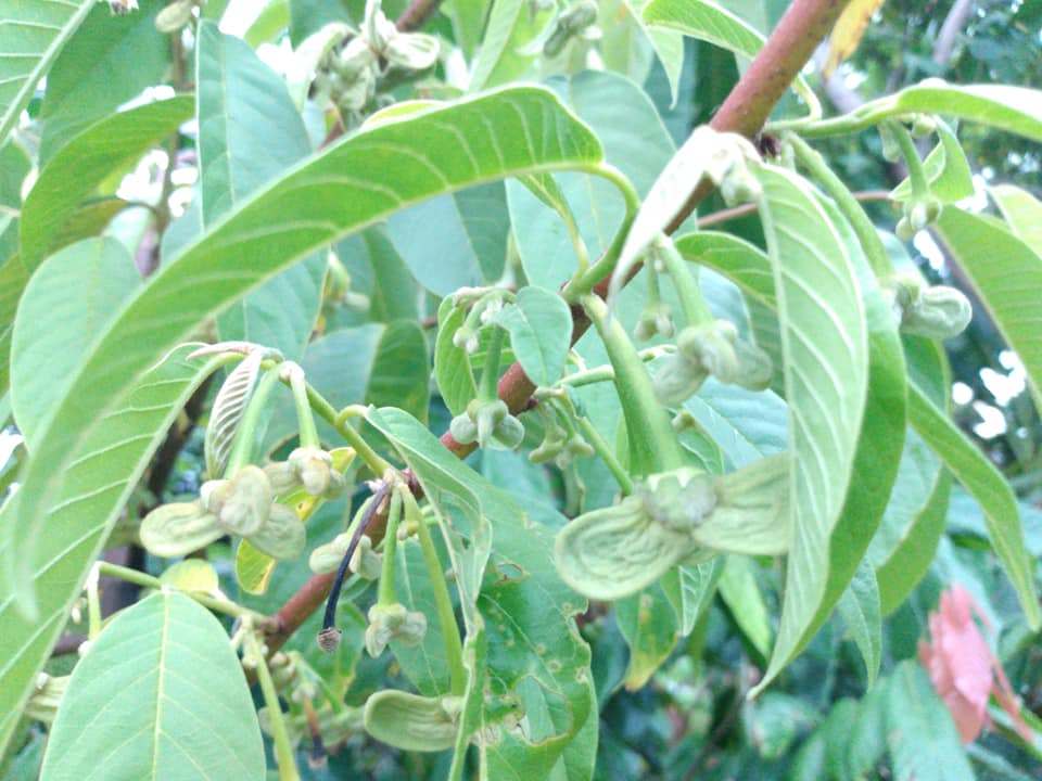 271日目:ロリニアを植えた
