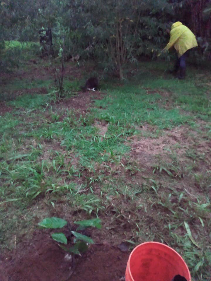 272日目:カカオを植えた