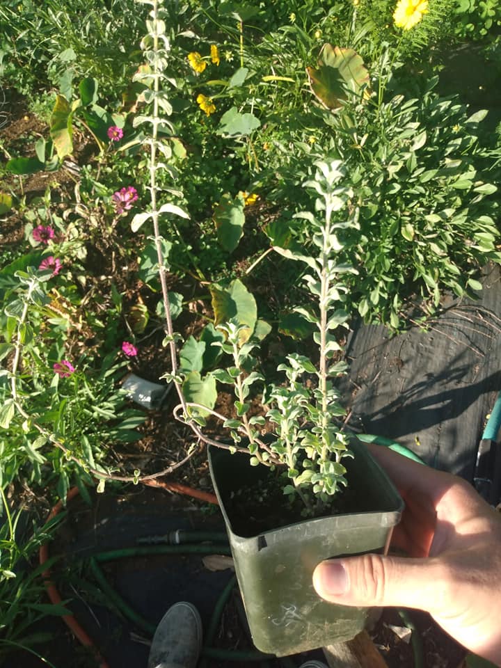 274日目:マジョラムを植えた