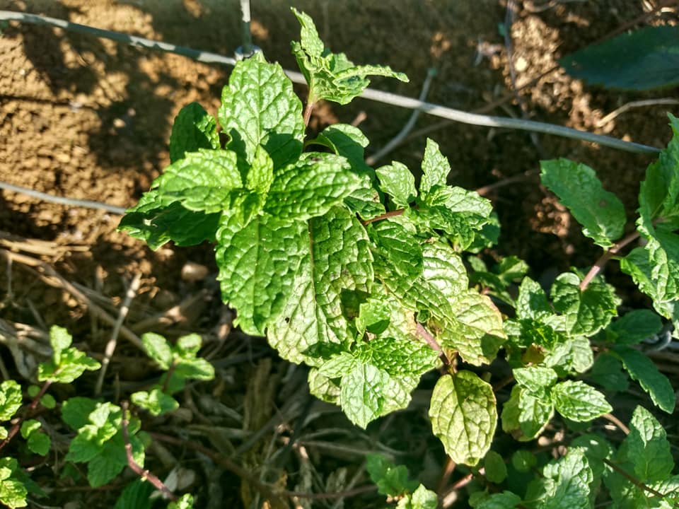 274日目:マジョラムを植えた