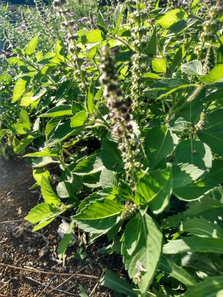 274日目:マジョラムを植えた