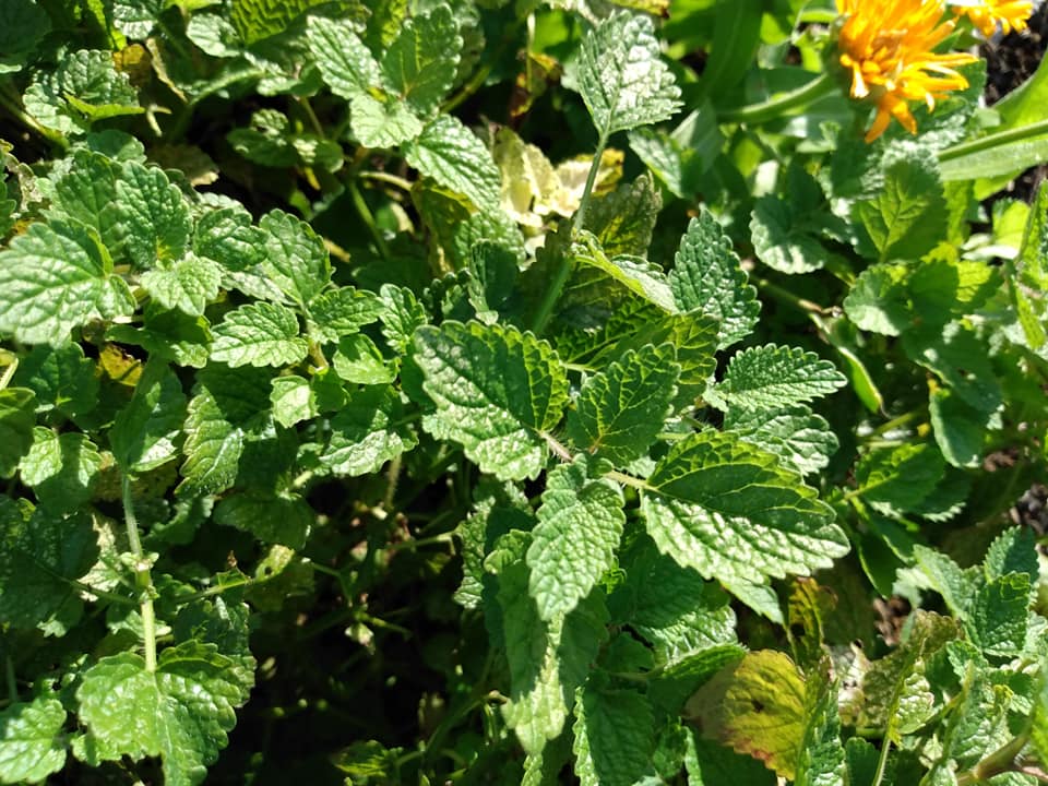 274日目:マジョラムを植えた