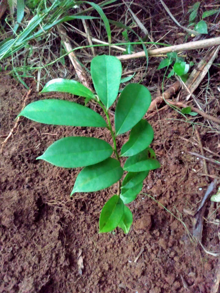 275日目:サワーソップを植えた