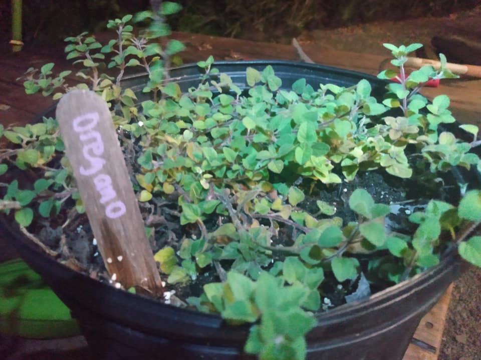 276日目:オレガノを植えた