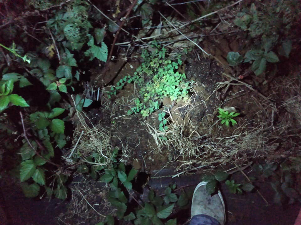 276日目:オレガノを植えた