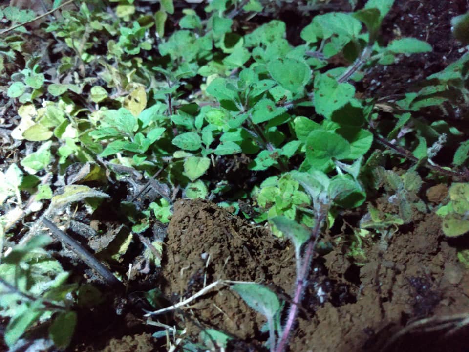 276日目:オレガノを植えた
