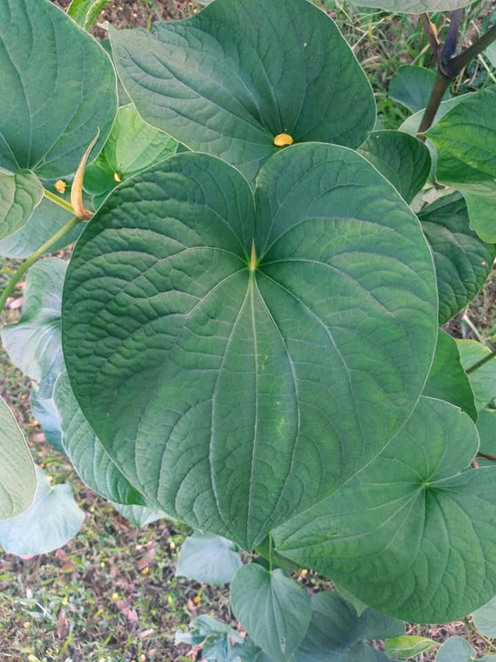 277日目:awa neneを植えた