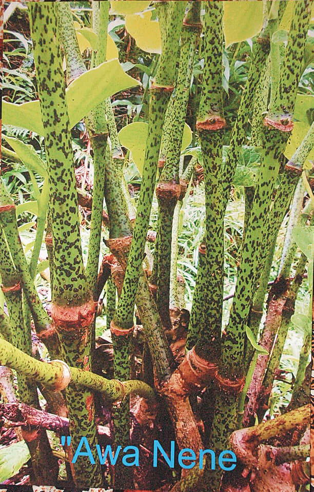 277日目:awa neneを植えた