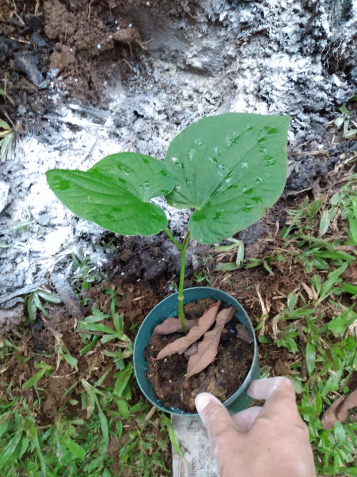 277日目:awa neneを植えた