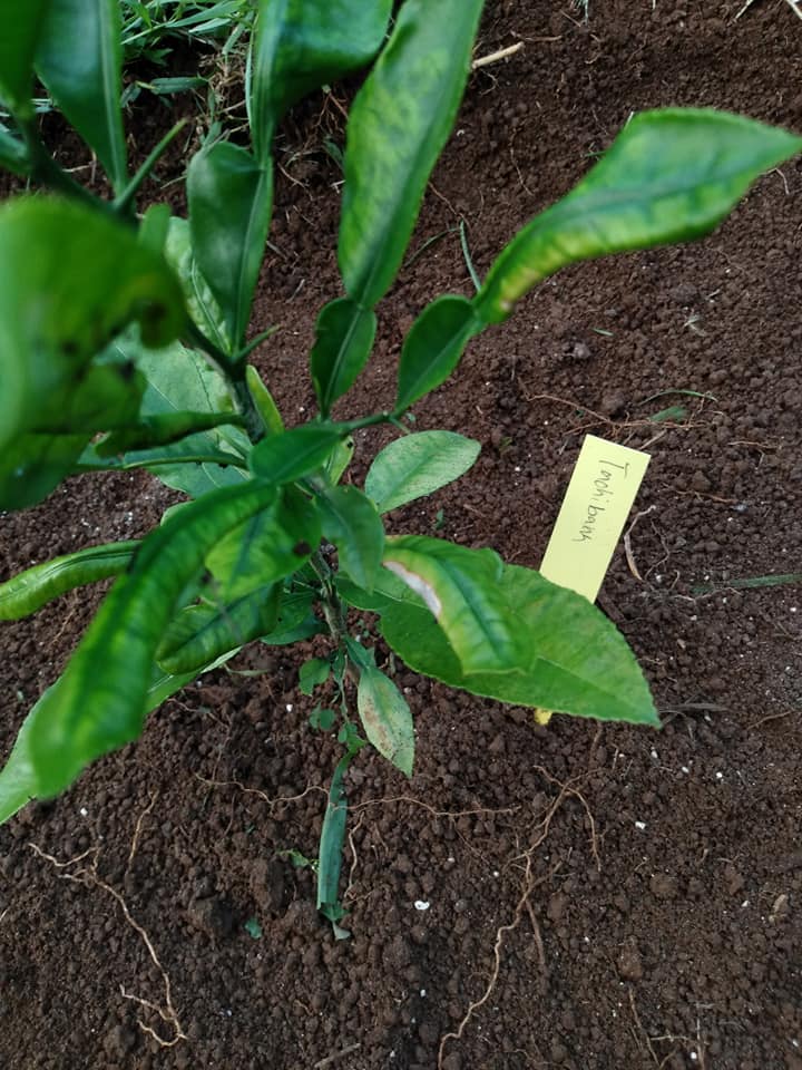 278日目:タチバナを植えた