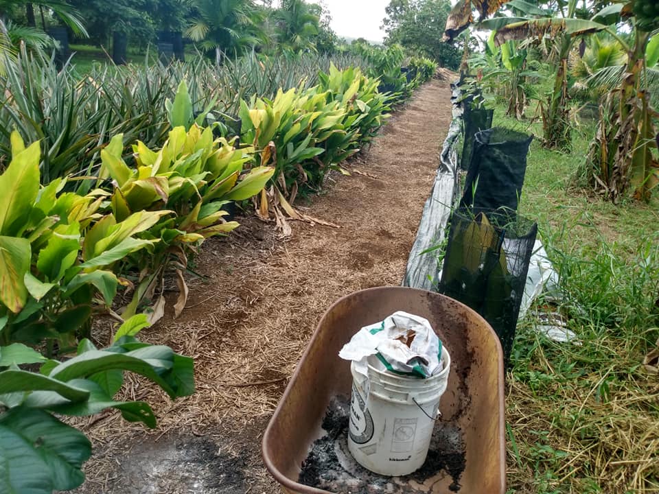279日目:白パインの苗を植えた