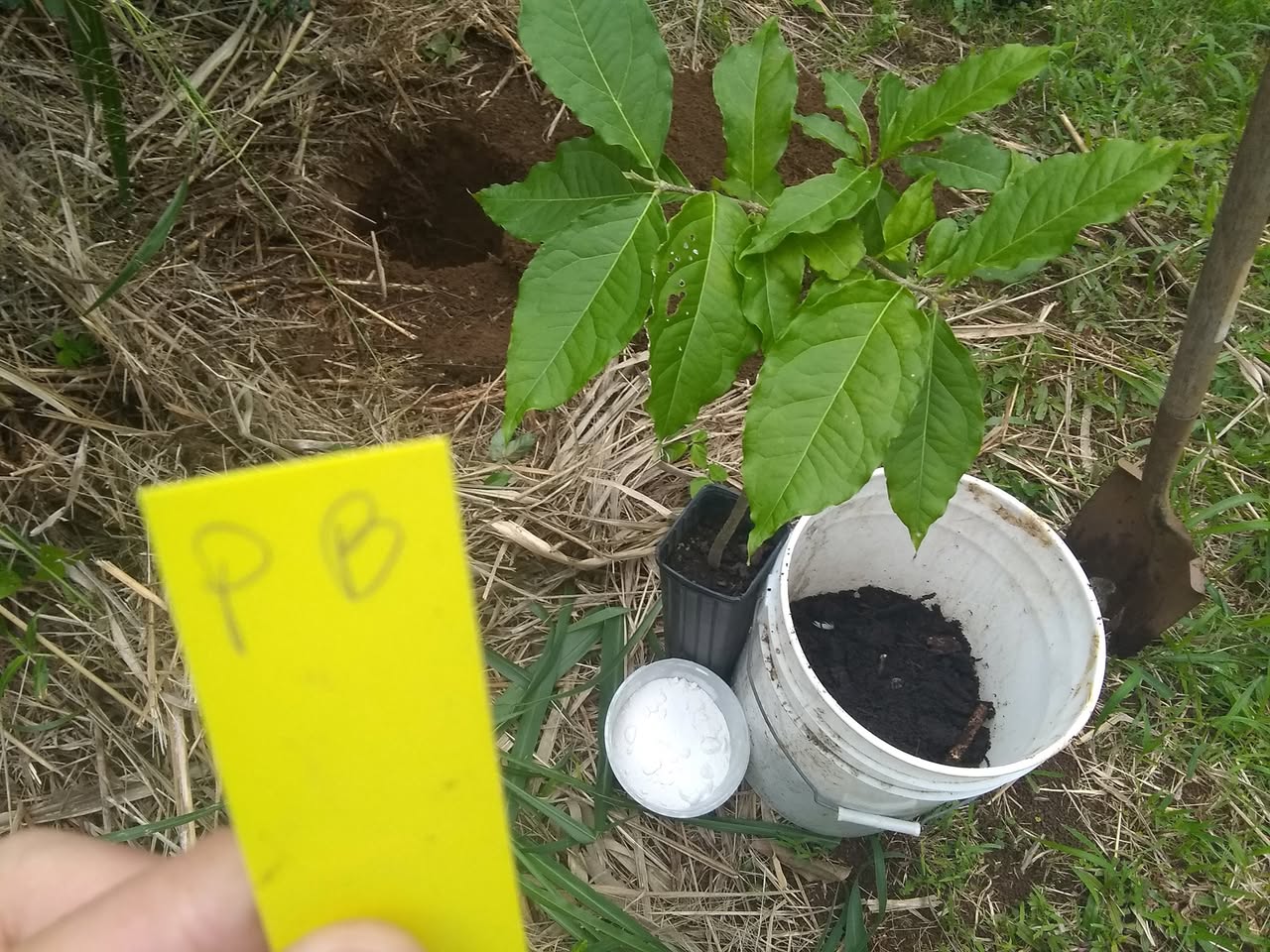 28日目:ピーナッツバターフルーツを植えた