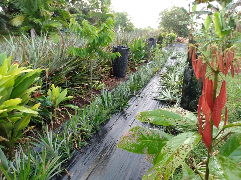 280日目:白パインを植えた