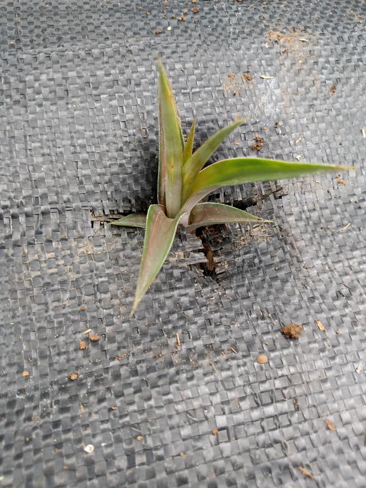 280日目:白パインを植えた