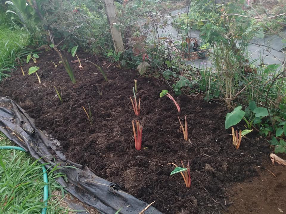 281日目:カロの苗を植えた