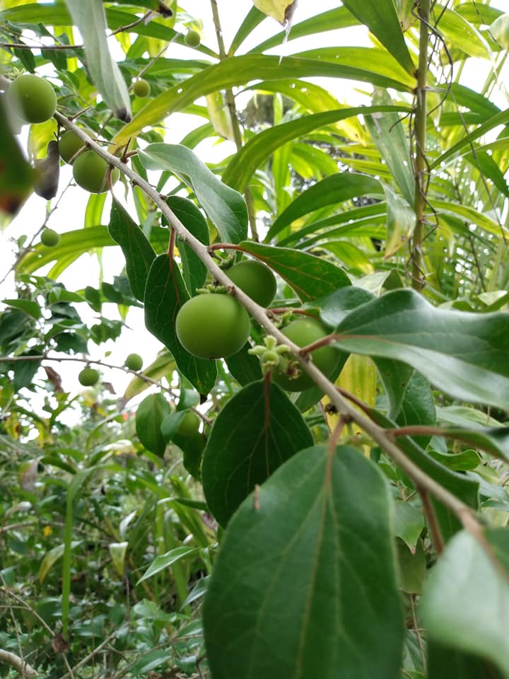 282日目:苗屋を訪ねた