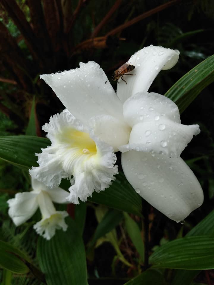 283日目:イチジクを植えた