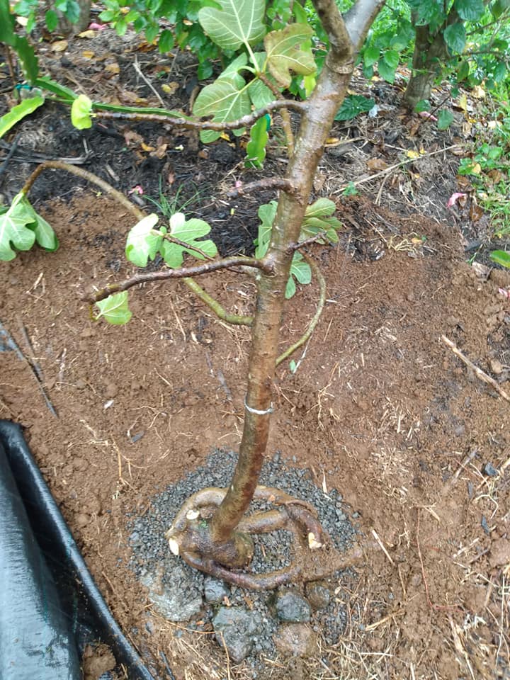 283日目:イチジクを植えた