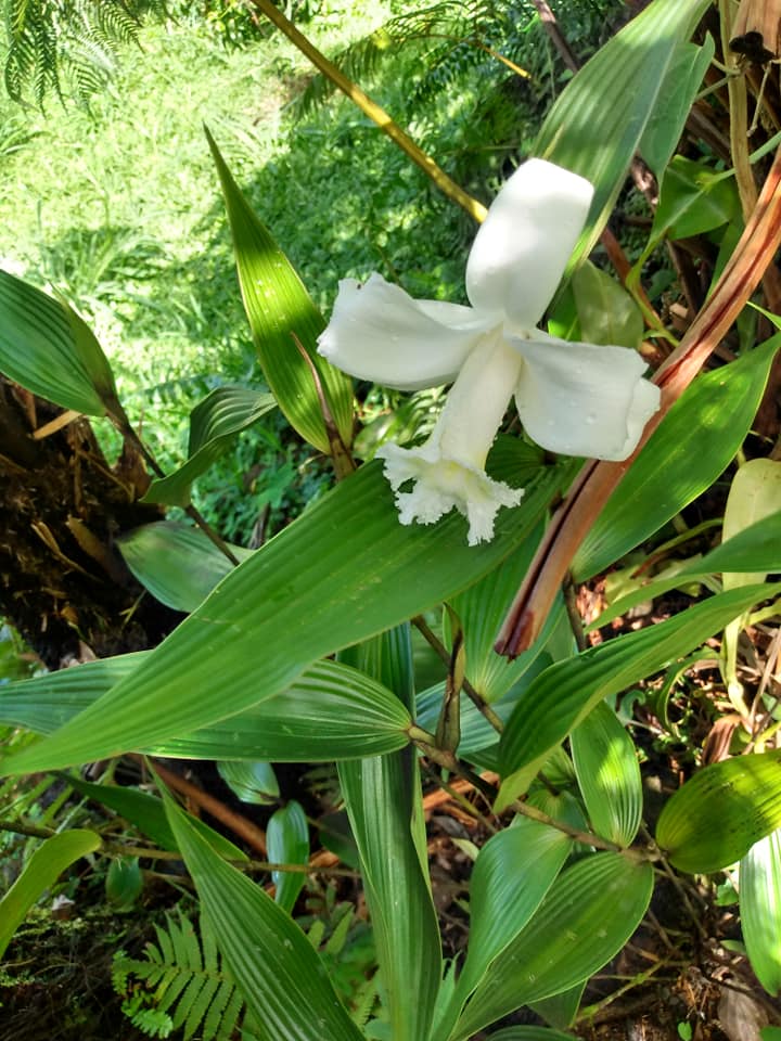 283日目:イチジクを植えた