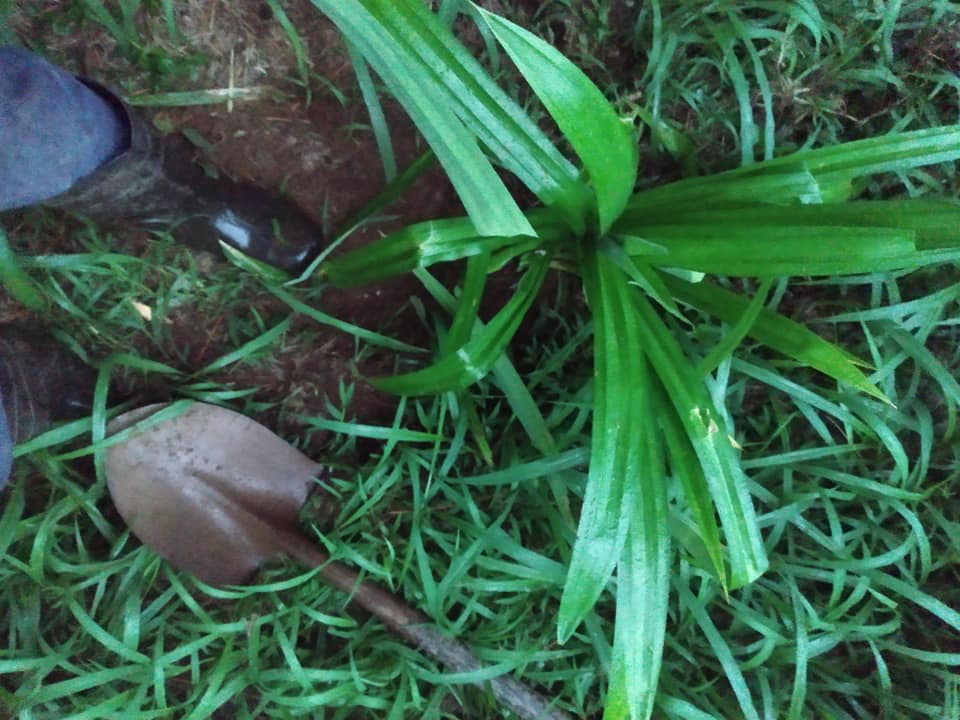 284日目:パンダンを植えた