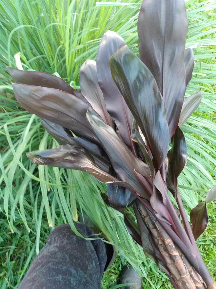 285日目:黒いティリーフを植えた