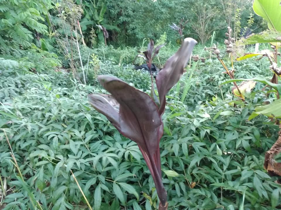 285日目:黒いティリーフを植えた