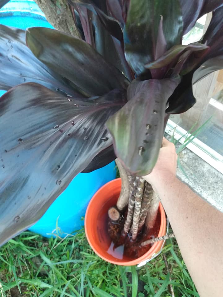 285日目:黒いティリーフを植えた